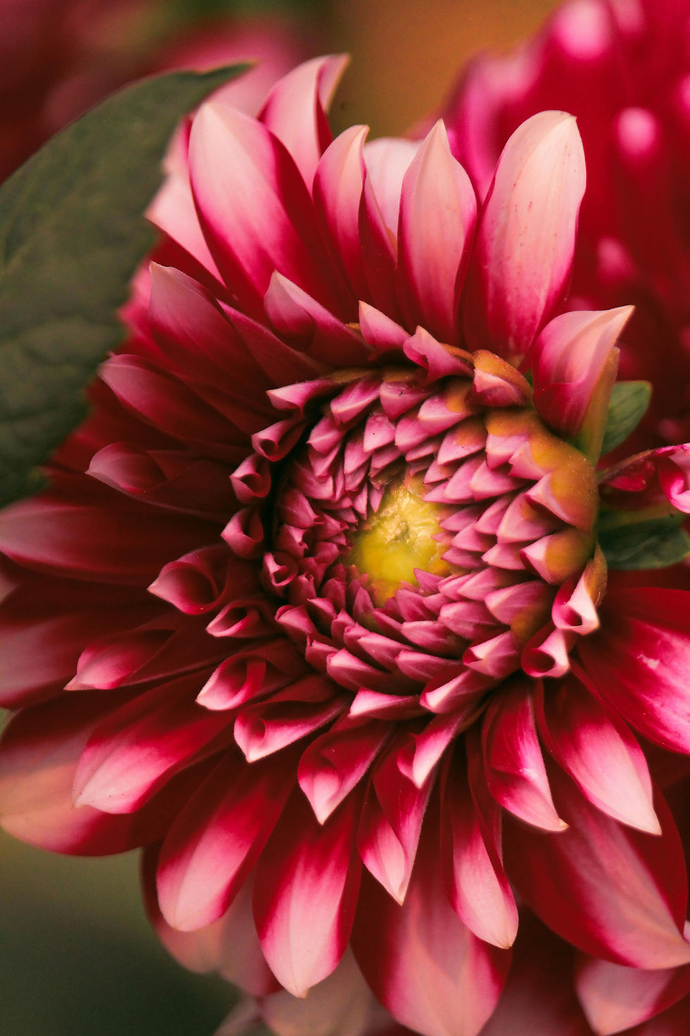 Que planter en avril dans son jardin dans les Yvelines (78) ?