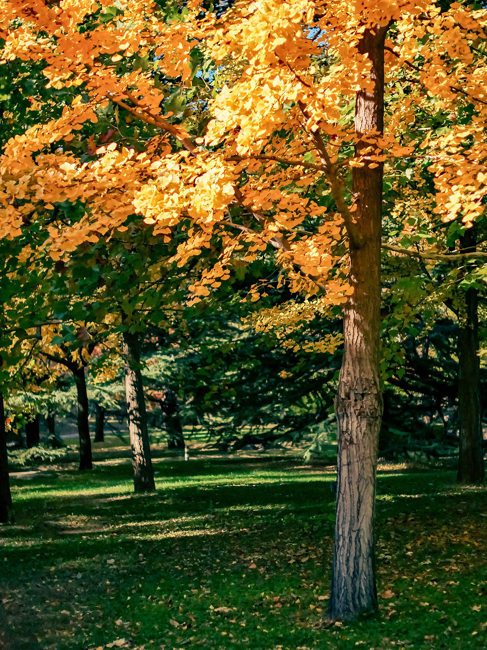Parc boisé en automne, arbres aux feuilles orange sous le soleil, ambiance calme.