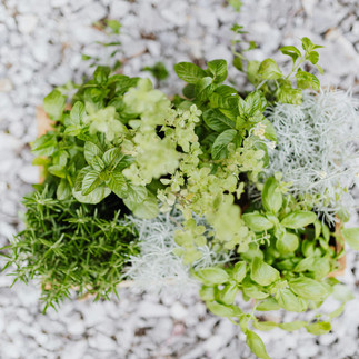 Herbes aromatiques dans petits pots