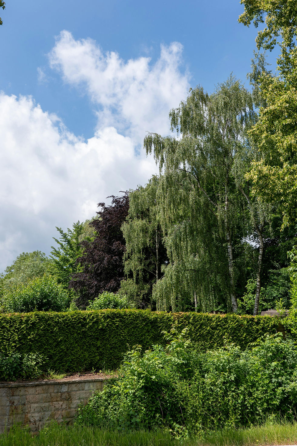 Jardin verdoyant avec grands arbres, haie taillée et muret en pierre sous un ciel bleu nuageux.