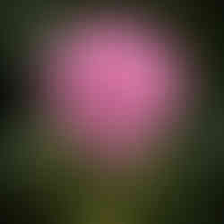 Fleurs d'hortensia rose