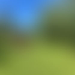 Comment réussir la rénovation de sa pelouse au printemps dans les Yvelines (78) ?