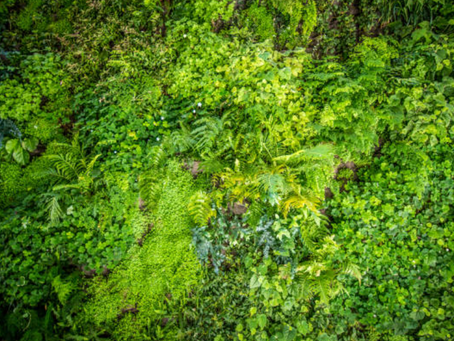Les tendances du jardinage urbain en 2024