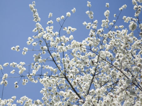 Arbres blanc en fleur au printemps
