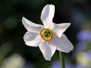 Fleur de narcisse