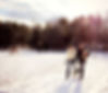 Owner and her husband, walking with their dogs