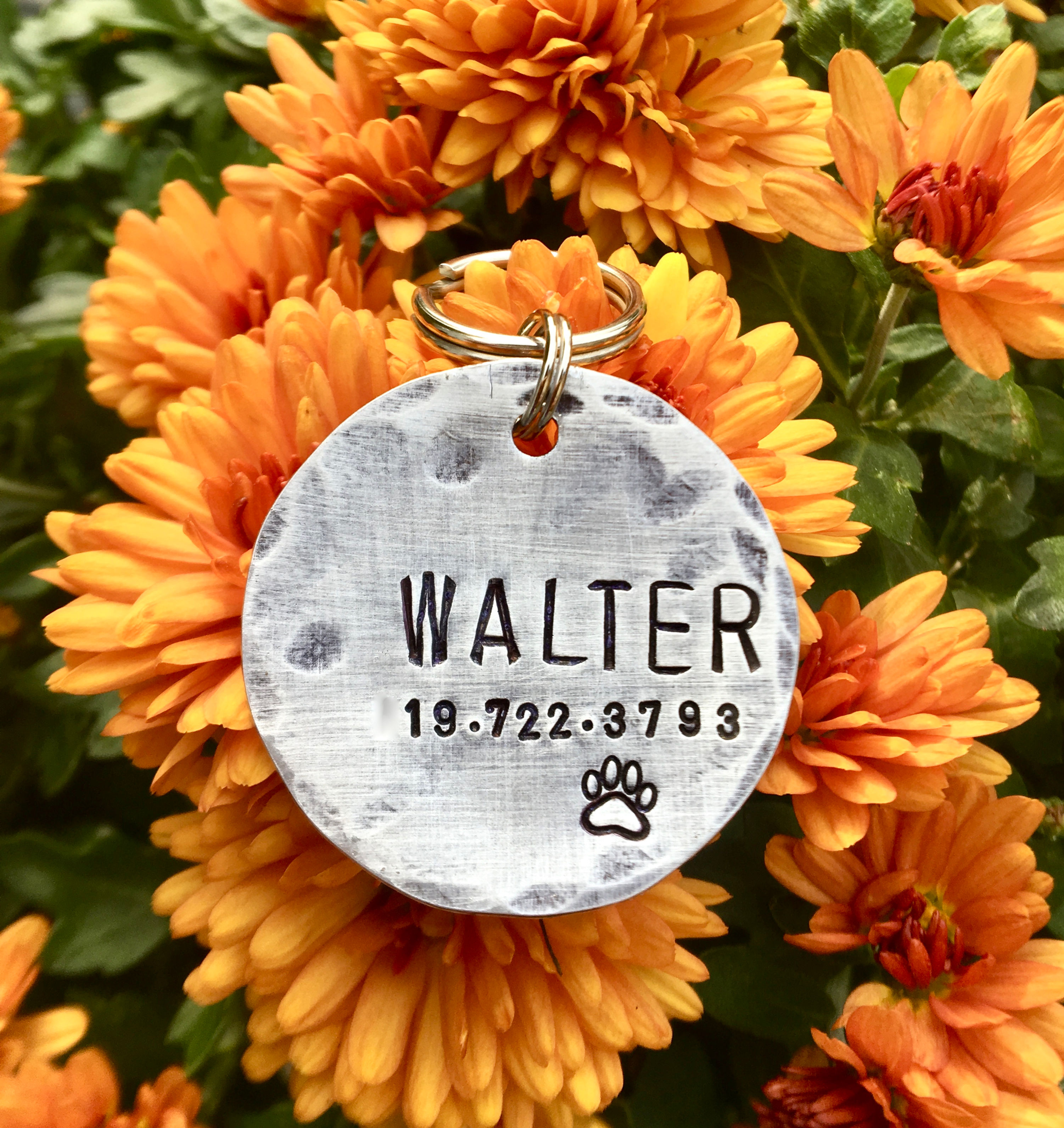 Walter - Custom Pet ID in 1.25" Brass, Bronze, Aluminum or Copper