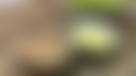 Homemade Vanilla and Chocolate Pastry Cream