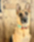 1A20EEEF-D51D-4AE1-8478-9C828A9B431A.jpeg