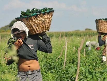 CAE MIGRACIÓN DE JORNALEROS EN SONORA, PERO ADVIERTEN REPUNTE DEL DESEMPLEO EN PRÓXIMOS MESES