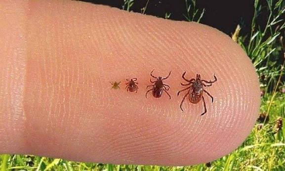 ALERTAN POR RIESGO DE FIEBRE MANCHADA; LLAMAN A REFORZAR EL CONTROL DE GARRAPATAS EN SONORA