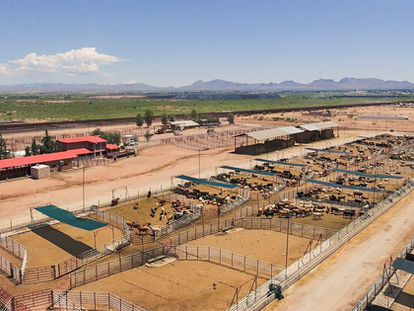 GANADEROS DE SONORA INTENSIFICAN GESTIONES BINACIONALES PARA REACTIVAR EXPORTACIÓN DE GANADO