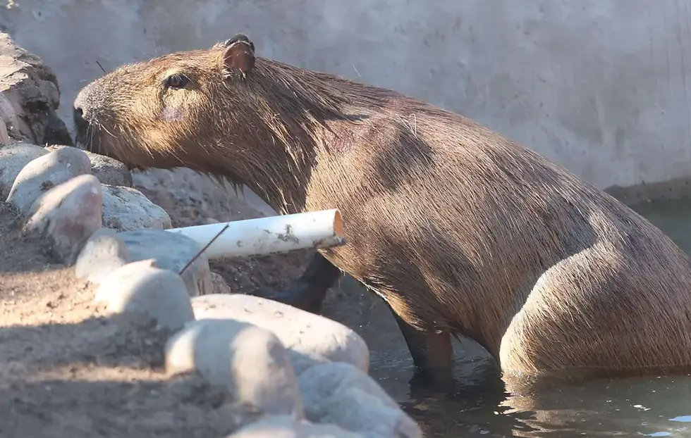 “CAPIROTADA”, EL NUEVO CONSENTIDO DEL CENTRO ECOLÓGICO DE SONORA CONQUISTA A MILES DE VISITANTES