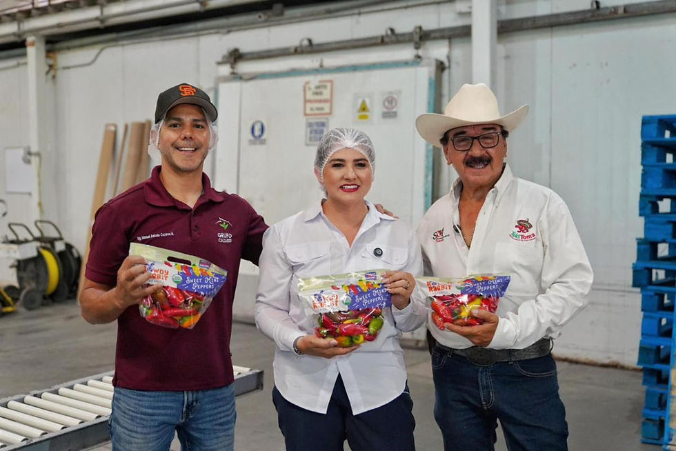 “ORO ROJO” DEL CAMPO: CHILE BERRY IMPULSA EMPLEO FEMENINO Y MEJORES SALARIOS EN SONORA