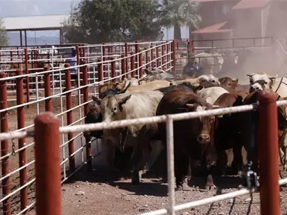 ¡BUENAS NOTICIAS PARA EL CAMPO! PREVÉN REANUDAR LA EXPORTACIÓN DE GANADO POR AGUA PRIETA LA PRÓXIMA SEMANA