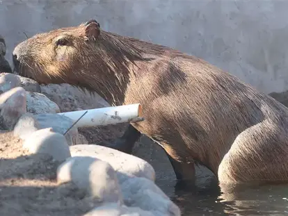 CAPIBARA DEL CENTRO ECOLÓGICO DE SONORA TENDRÁ COMPAÑÍA; ANUNCIAN LLEGADA DE NUEVA PAREJA