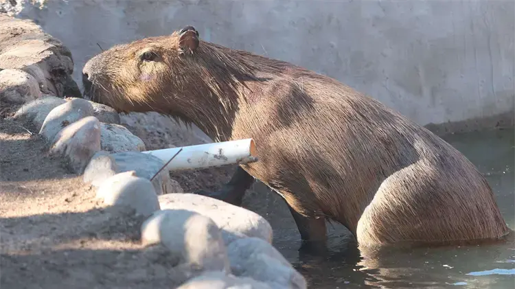 CAPIBARA DEL CENTRO ECOLÓGICO DE SONORA TENDRÁ COMPAÑÍA; ANUNCIAN LLEGADA DE NUEVA PAREJA