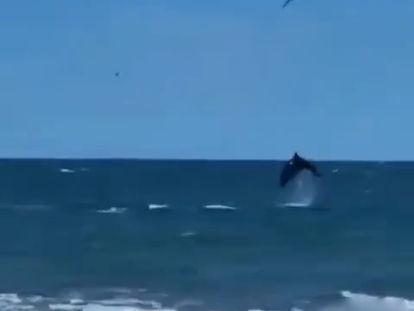 TONINAS SORPRENDEN A BAÑISTAS EN HUATABAMPITO Y RECUERDAN LA RIQUEZA NATURAL DEL GOLFO DE CALIFORNIA