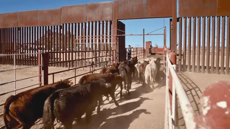 SONORA, CERCA DE REACTIVAR EXPORTACIÓN DE GANADO: AGUA PRIETA SERÍA PUNTO CLAVE EN PLAN PILOTO