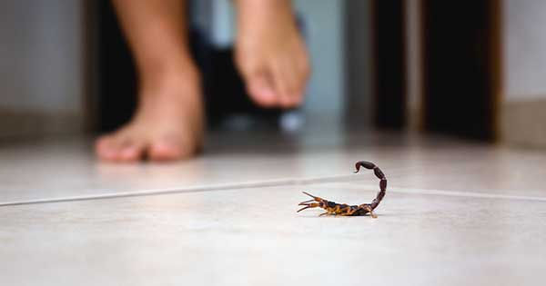 PREOCUPA AUMENTO DE CASOS POR PICADURA DE ALACRÁN EN SONORA: SUMAN MÁS DE 3 MIL EN LO QUE VA DEL AÑO