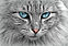 chat-vétérinaire-ostéopathe-loire atlantique