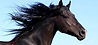cheval-vétérinaire-ostéopathe-loire atlantique