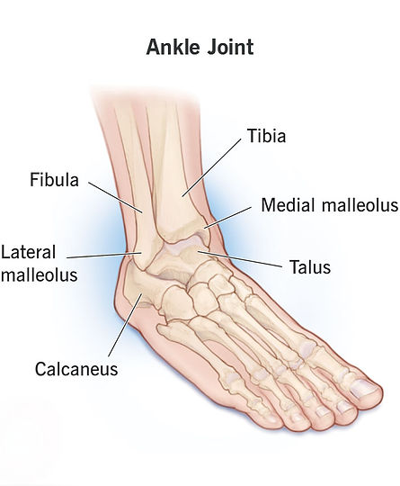 ankle-joint