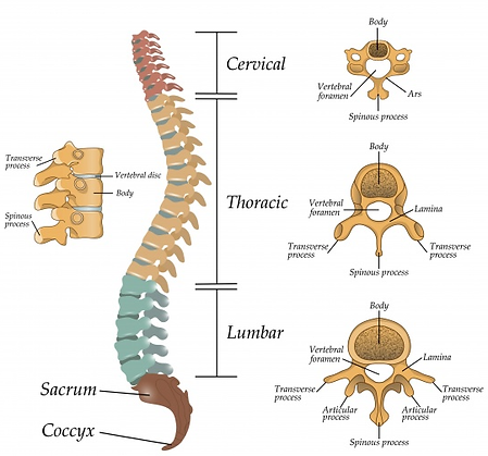 structure-of-segments-spine