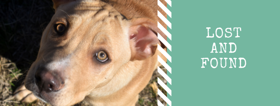 Brown Stripes Dogs Facts or Trivia Faceb