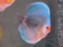 Blue Mercury 5-5.25in 