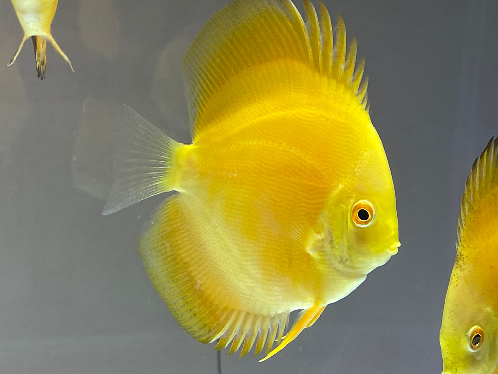 Golden Diamond 3-3.5in discus fish — Exotic Discus