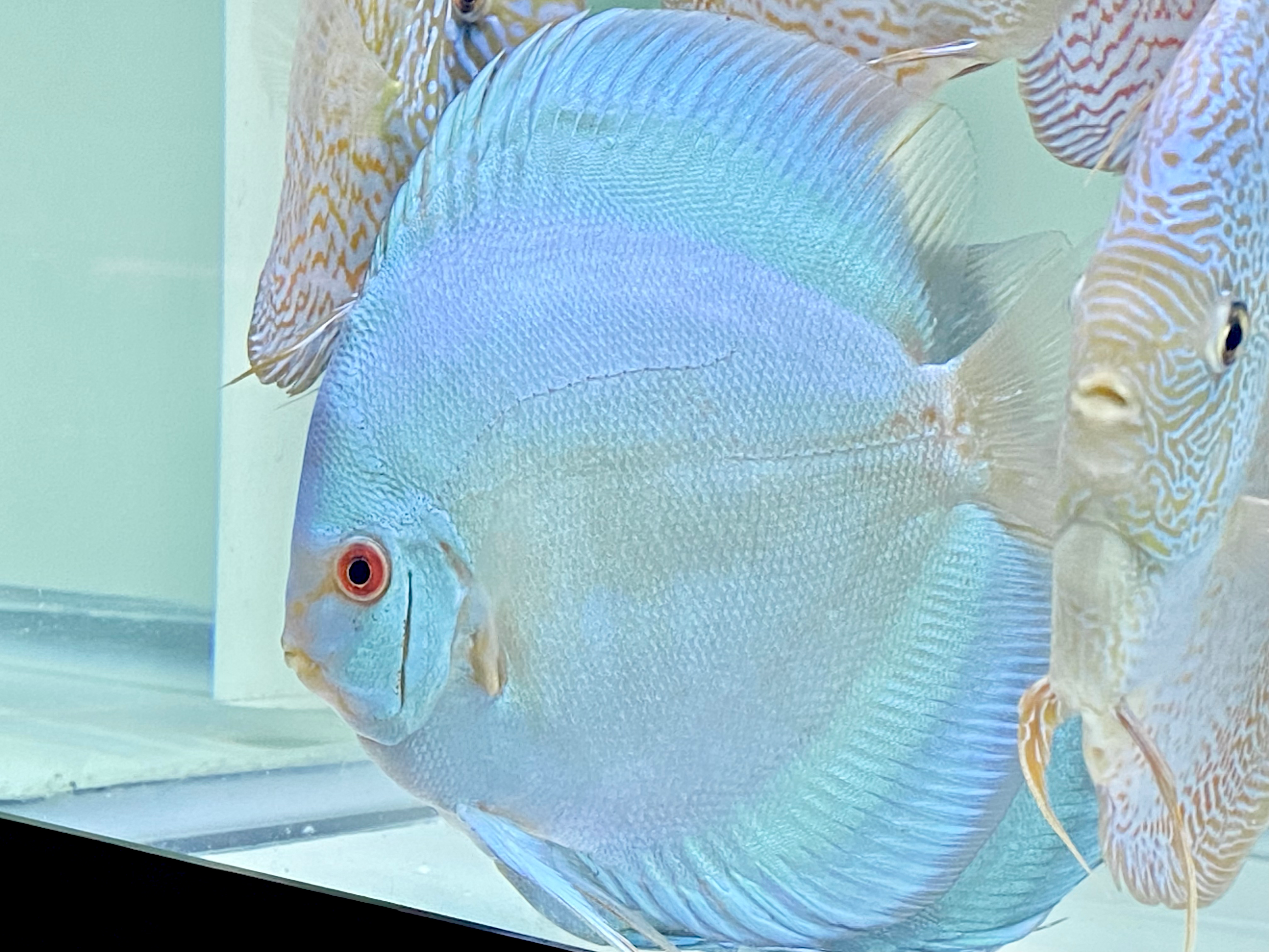 Blue Diamond 6.5-7in 