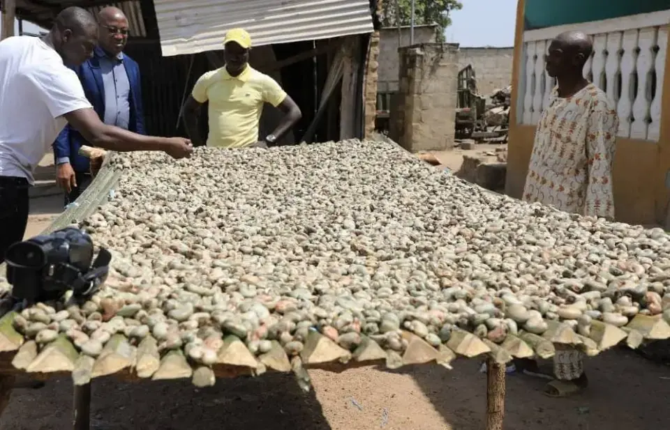 transformation noix de cajou