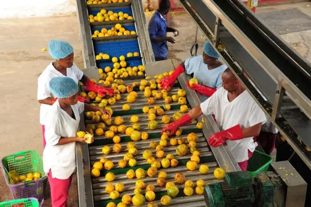 Quels business agroalimentaires africains lancer en 2024 ? (Partie 1)