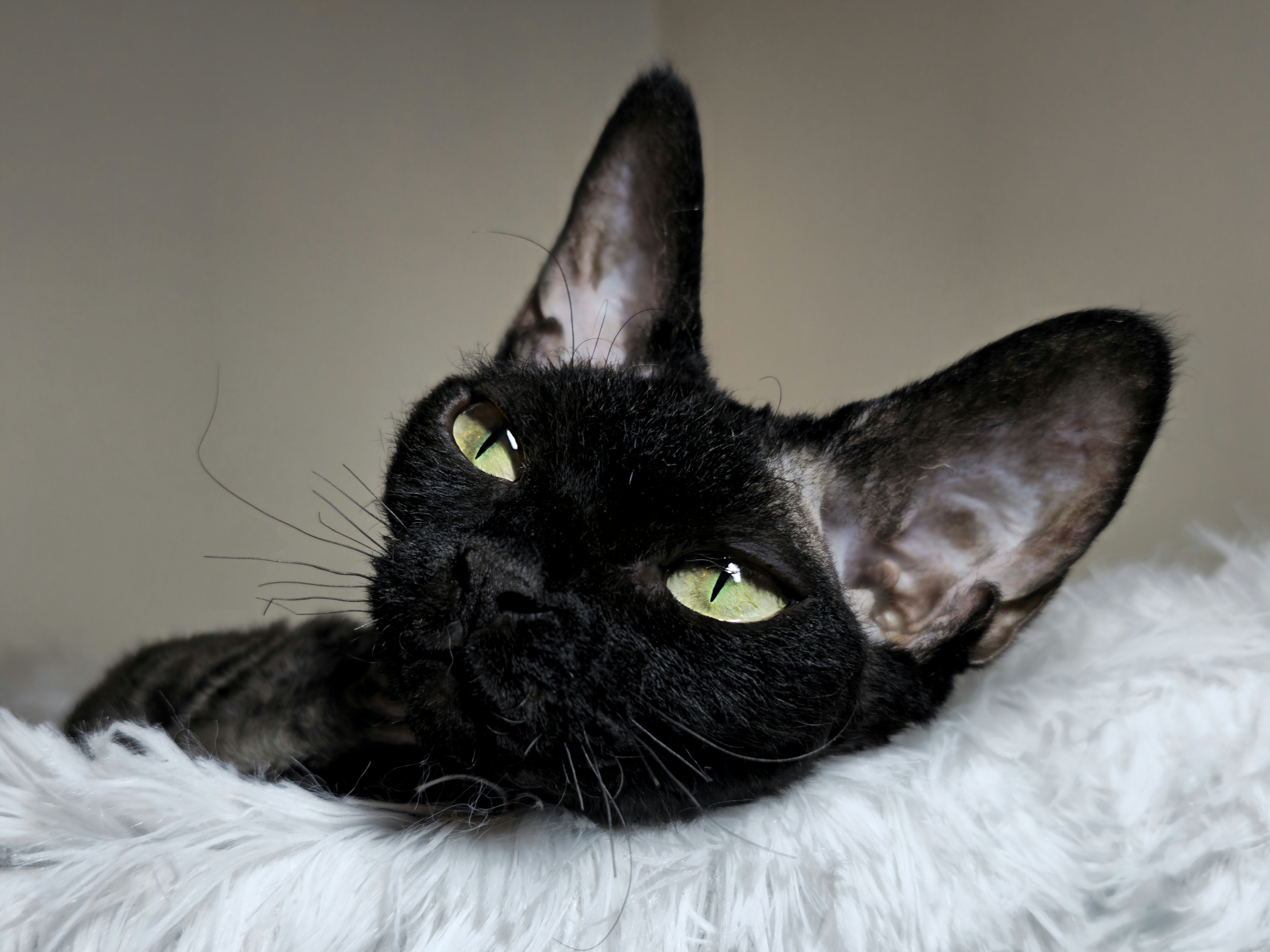My Devon Rex logo