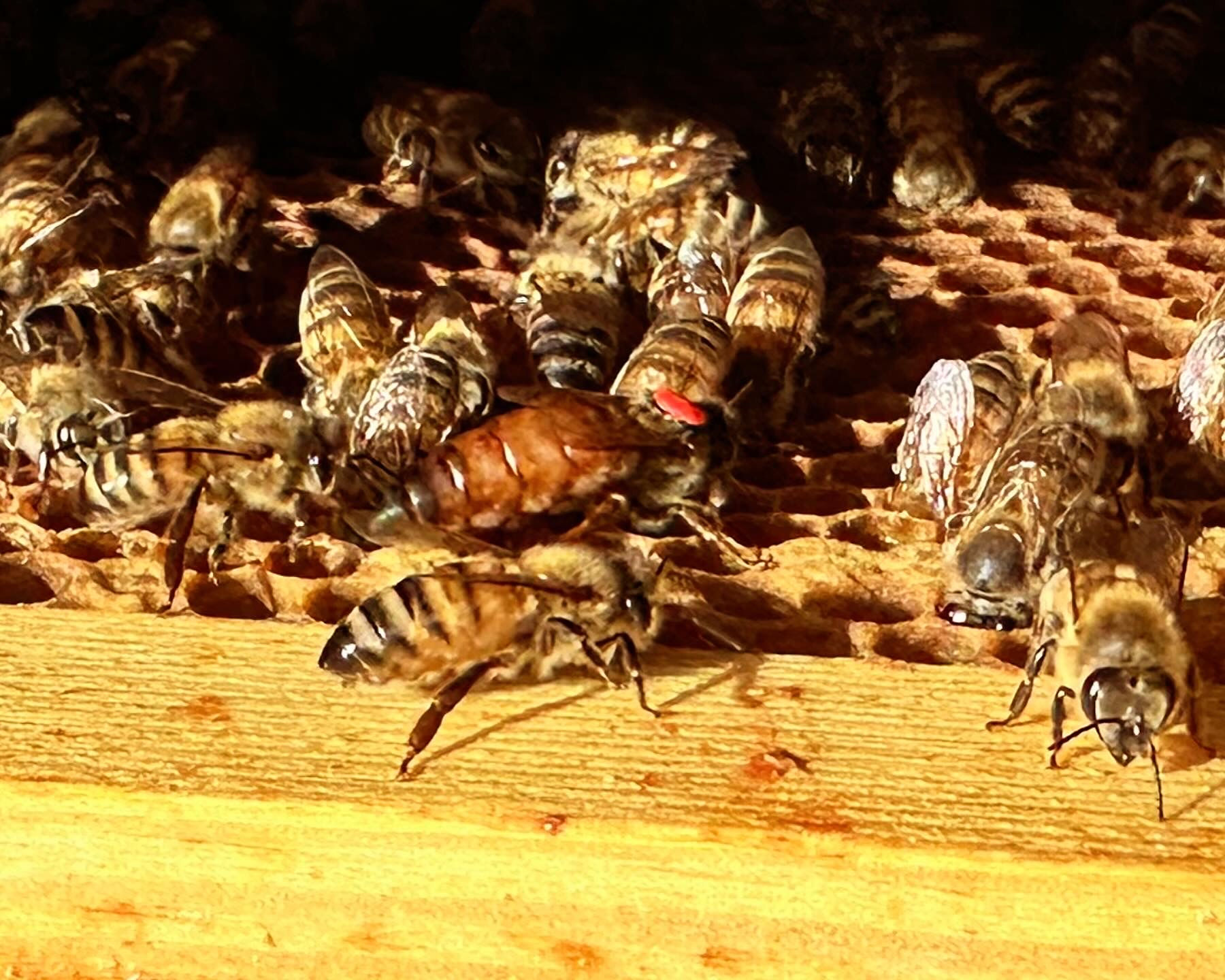 Reines fécondées de saison (F1) (2026)