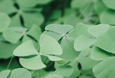 Feuilles de trèfle