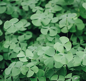 Clover Leaves