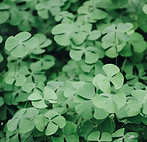 Clover Leaves