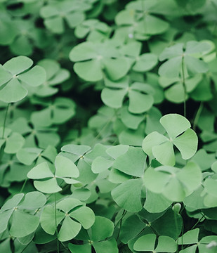 Green Clover Plants