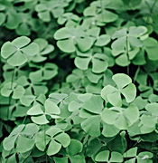 Clover Leaves