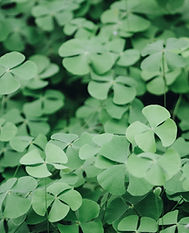 Clover Leaves