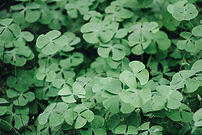 Clover Leaves