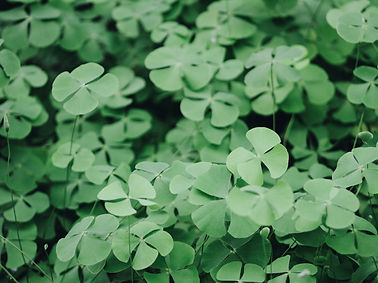 Clover Leaves