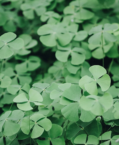 Clover Leaves