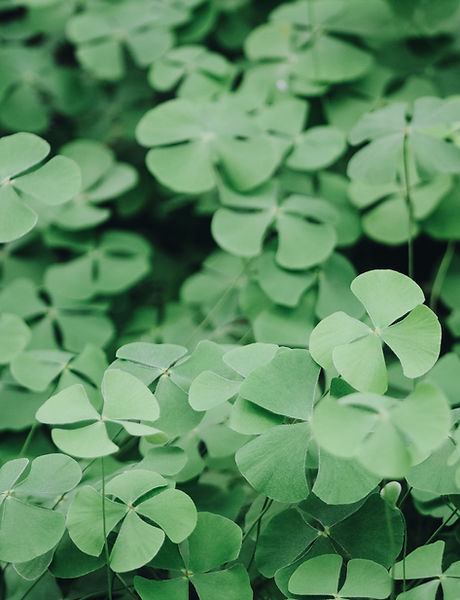 Clover Leaves