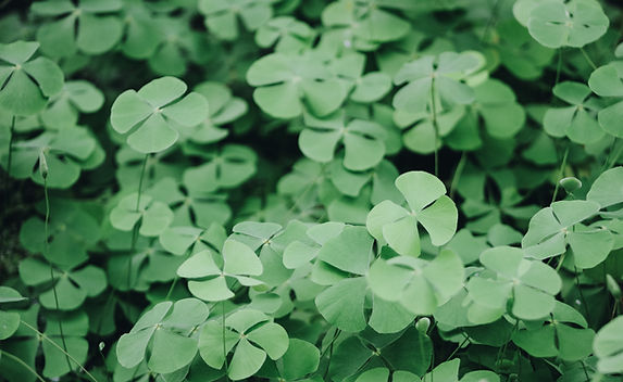 Clover Leaves