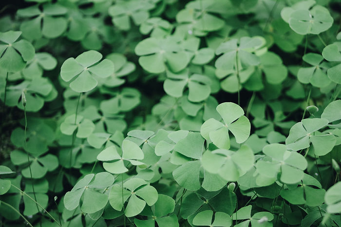 Clover Leaves