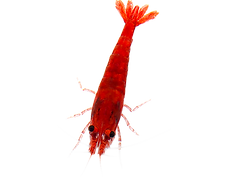 shrimp