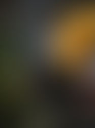 Geisha New Year Portrait 恭賀新春 · 謹賀新年